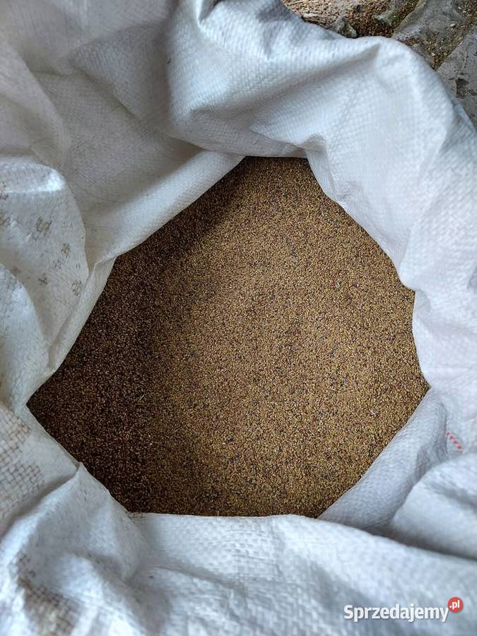 Nasiona Lucerny 2021 świętokrzyskie Pińczów sprzedam