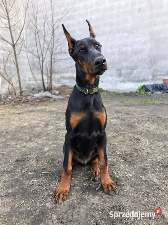 Szczeniak dobermana Dzierzgów sprzedam