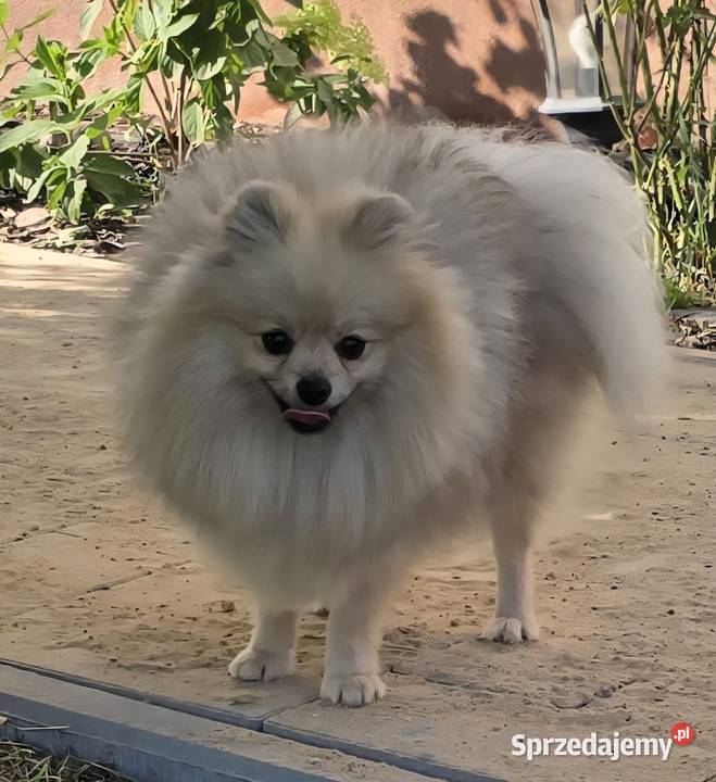 Pomeranian szpic miniaturowy zkwp FCI Piątkowisko sprzedam