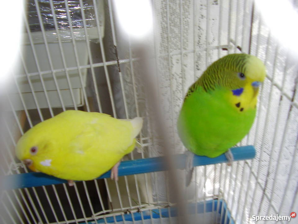 Papużki faliste dwumiesięczne i starsze sprzedam Kraków sprzedam