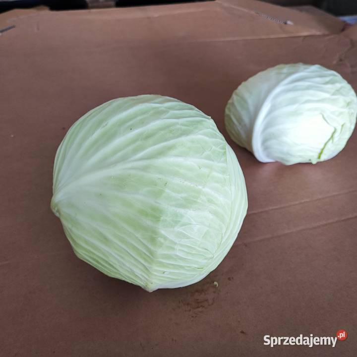Kapusta biała z transportem Kozienice