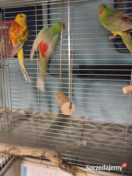 Świergotki seledynowe Poznań