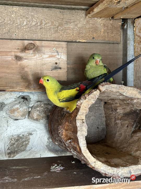 Para papug Bergów Nadma sprzedam