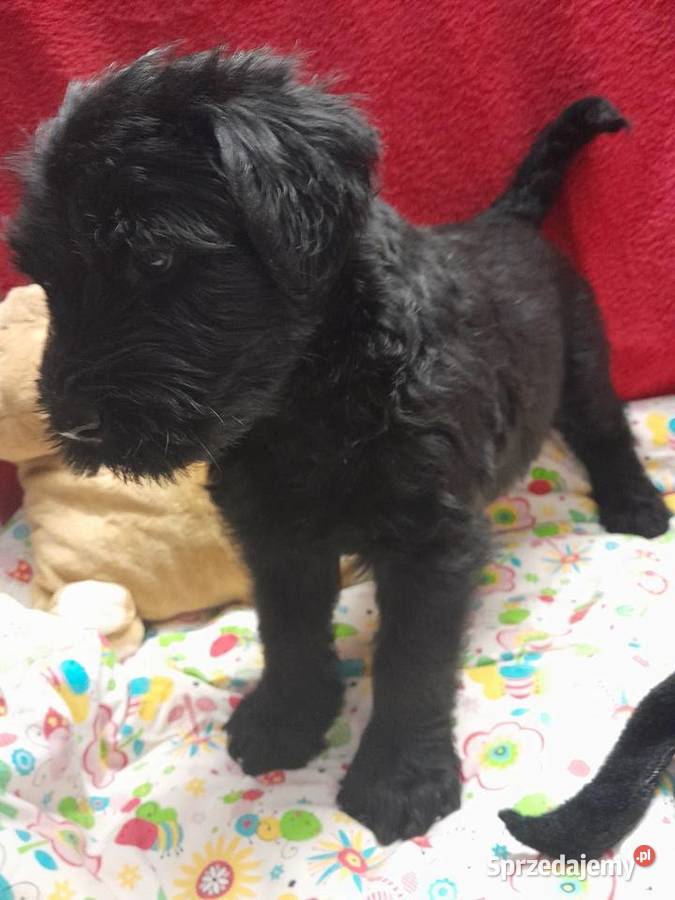 Sznaucer olbrzym szczenięta FCI Rozniszew sprzedam