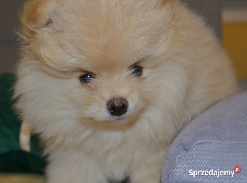 SZPIC MINIATUROWY POMERANIAN ŚLICZNY PUCHATY Warszawa
