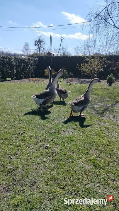 Gęś kubańska para Suszec sprzedam