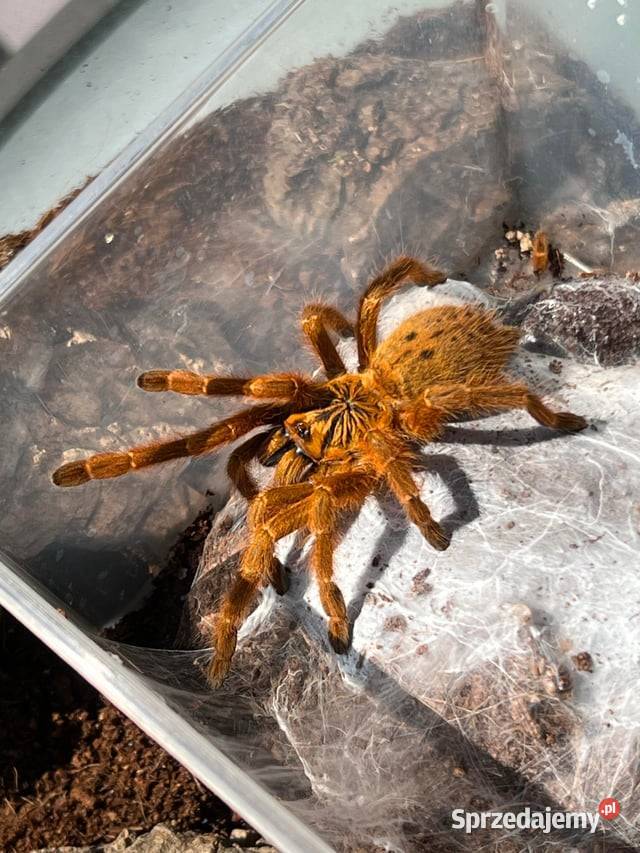 P murinus samiczka około 6DC Kraków sprzedam