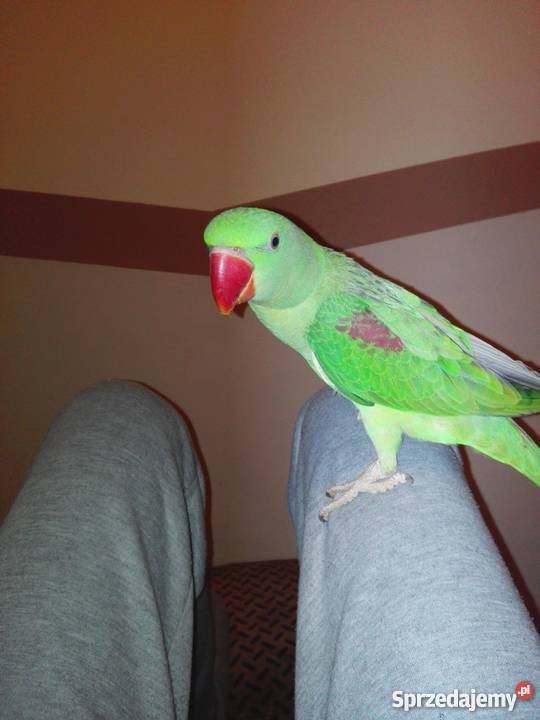 Aleksandretta większa Toruń sprzedam