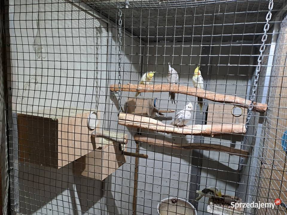 Sprzedam papugi Miejska Górka