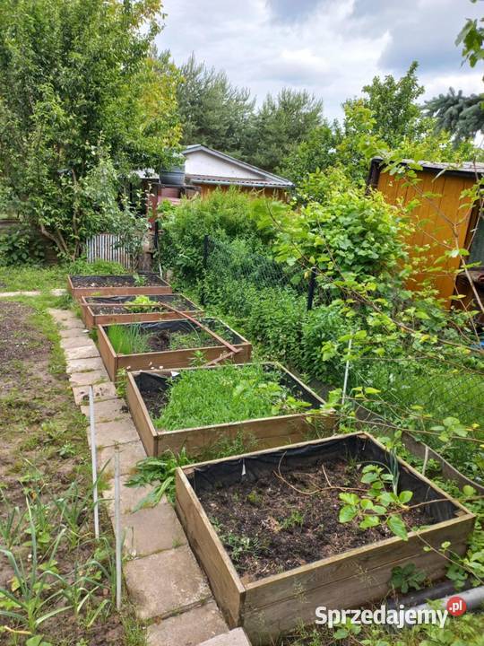 Dzialka ROD Bernatówka64 167zł/m2 Dys