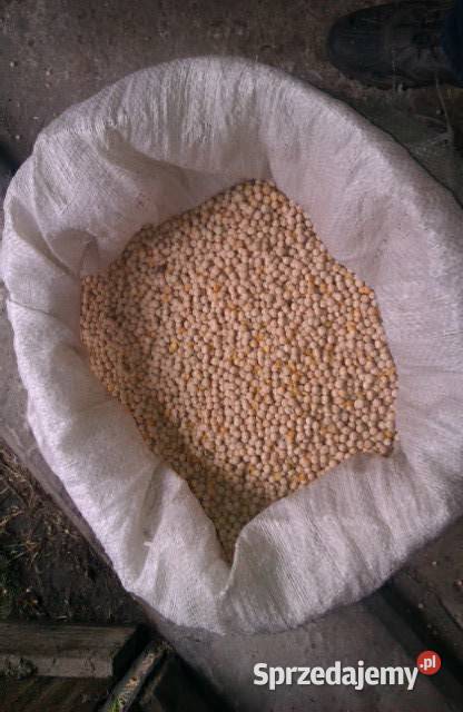 Groch jadalny Astronaute 2025r super roślina Daniszewo