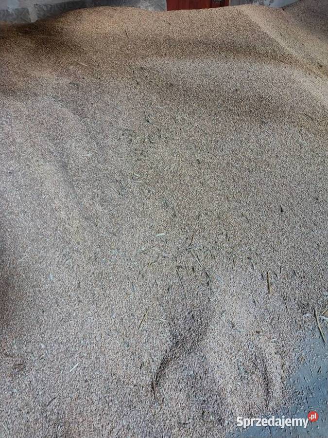 Sprzedam owies pszenżyto Rolnictwo Kraśnik Górny