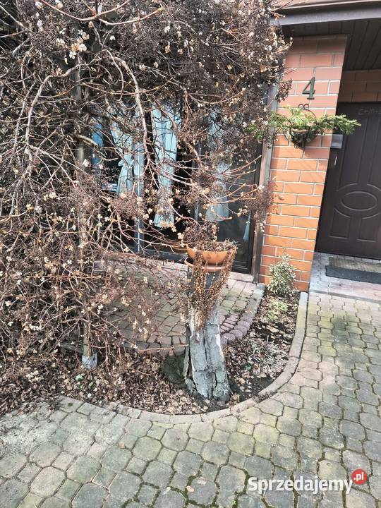 Odświeżanie ogrodów zimie Warszawa