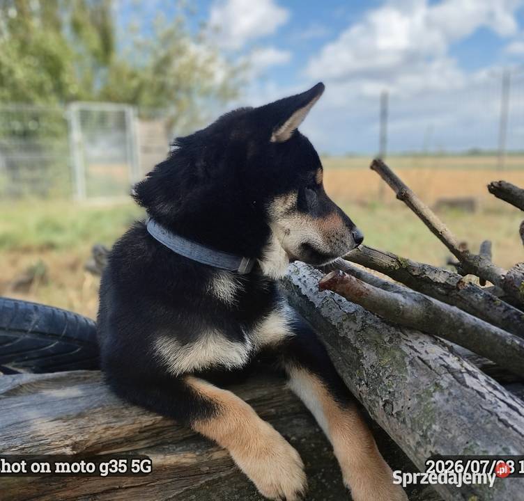 SHIBA INU Nowy miot przyjmujemy zamówienia Pozostałe