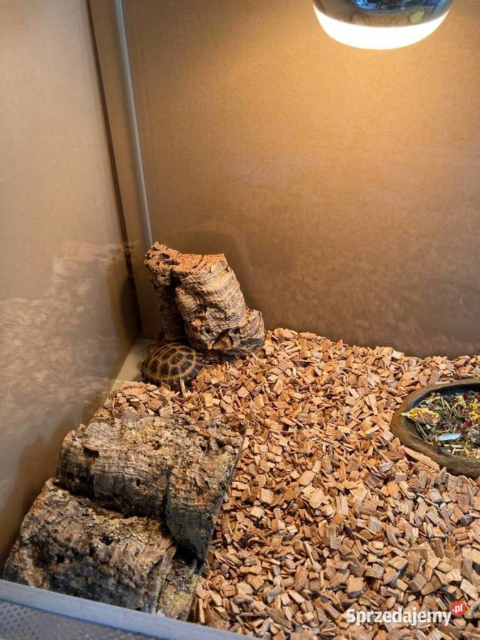 Żółw stepowy terrarium akcesoria Bydgoszcz