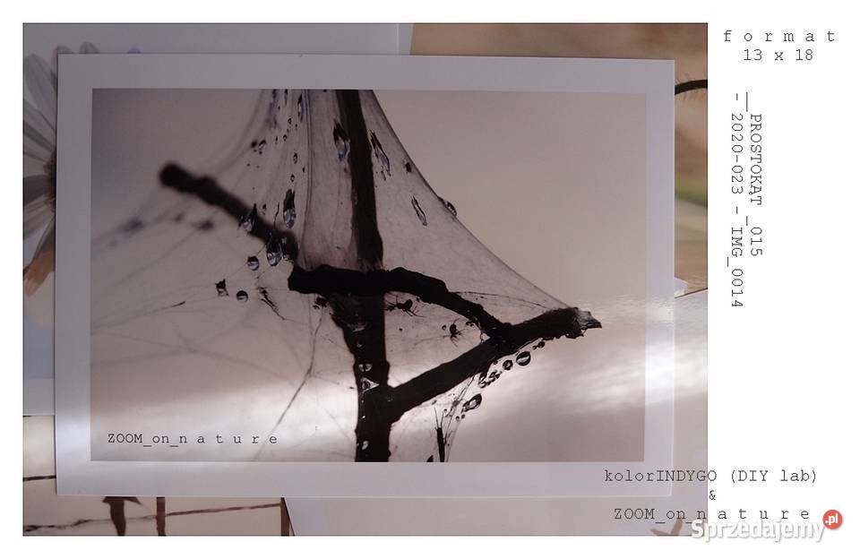 ZDJĘCIA przyrodnicze czIII lubuskie Witnica sprzedam