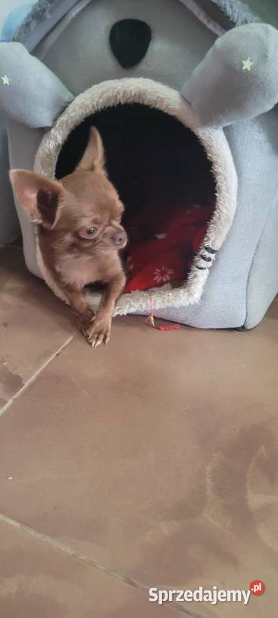 Chihuahua Wilkowisko