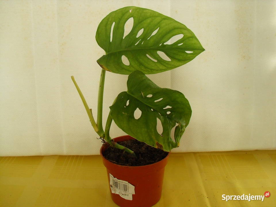 Kwiat Monstera Bielawa