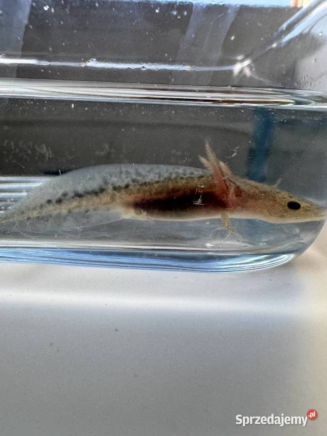 Młode aksolotle z własnej hodowli do dobrego pomorskie Kobylnica