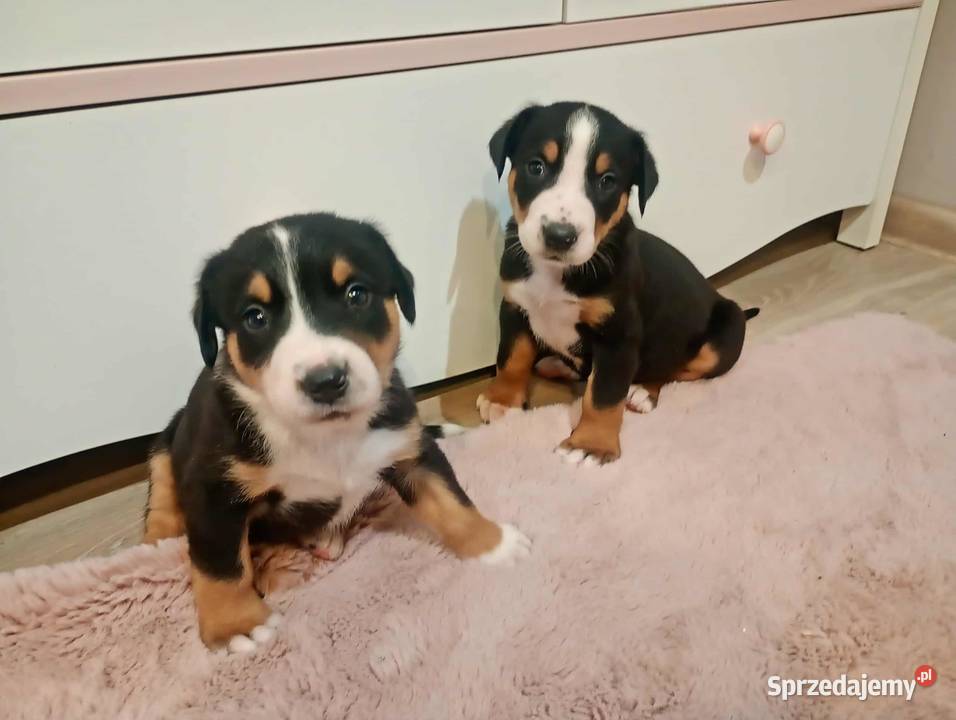 Szczenięta Duży szwajcarski pies pasterski duży Bolesławiec