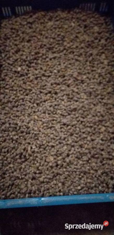 Sprzedam kokony Murarki ogrodowej i trzcinę Biała Rawska