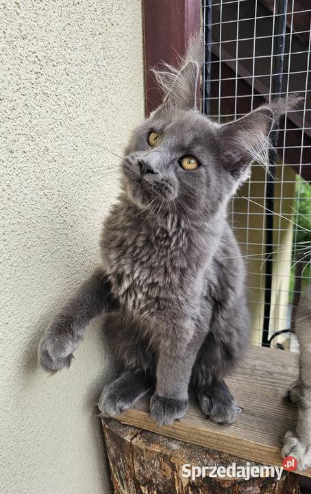 duży niebieski kocurek Maine Coon FPL pomorskie