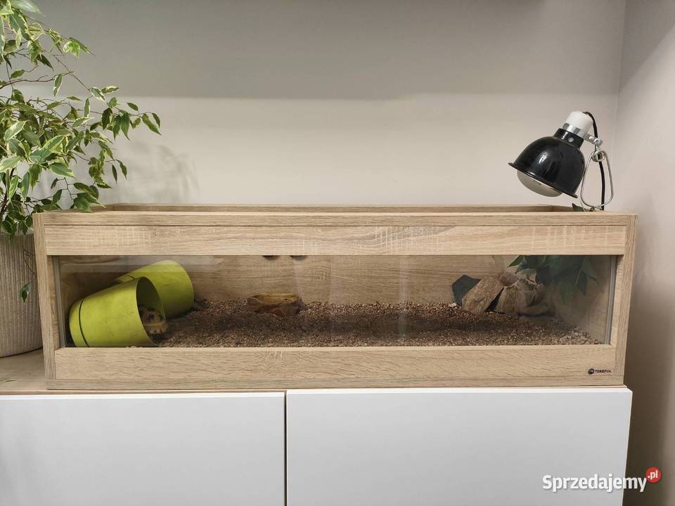 Para żółwi stepowych plus wyposażone terrarium Modlniczka