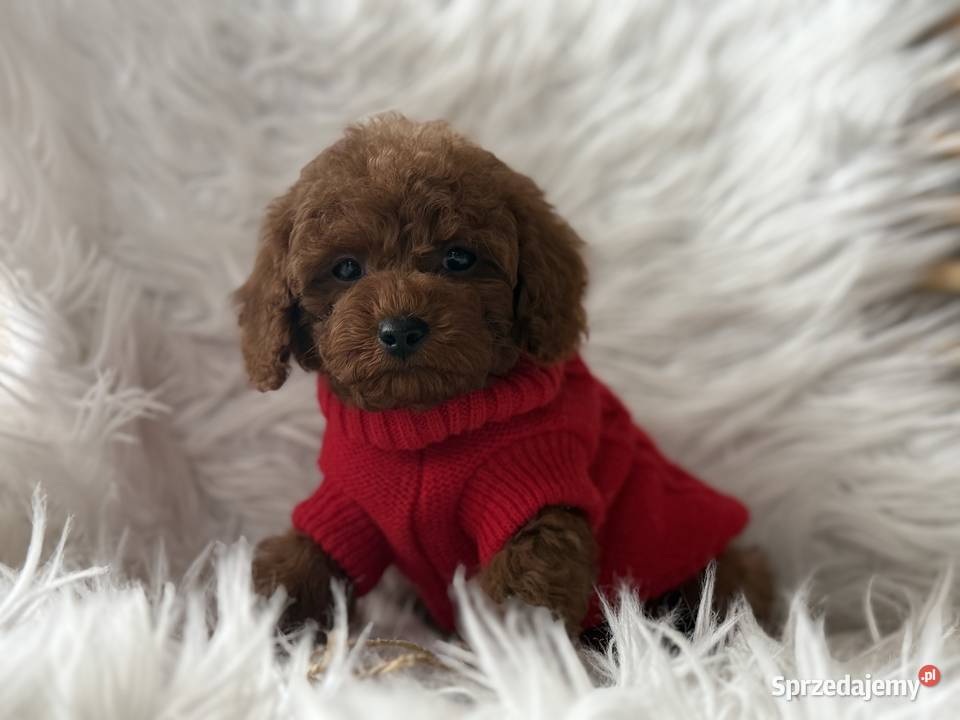 Pudel Toy szczeniak piesek sunia małopolskie Polanka Wielka
