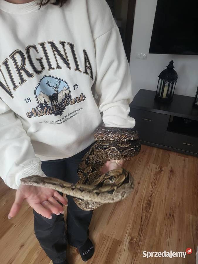 Boa Cesarski samica Lubliniec