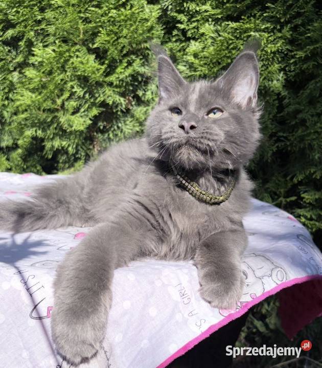 Maine Coon wielka i piękna Rumba Wińsko