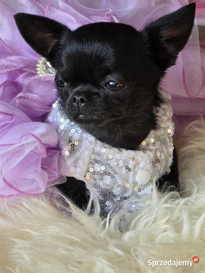 Chihuahua XS Mini Bielsko-Biała