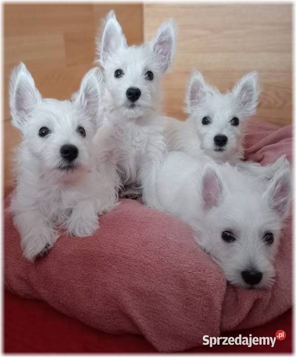 West Highland White Terrier DNA CMO0 westie 2025 Częstochowa sprzedam