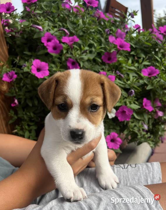 Jack Russell Terrier