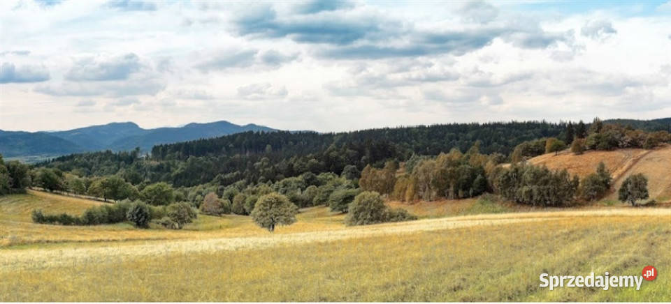 Działka w Sierpnicy dolnośląskie Sierpnica sprzedam