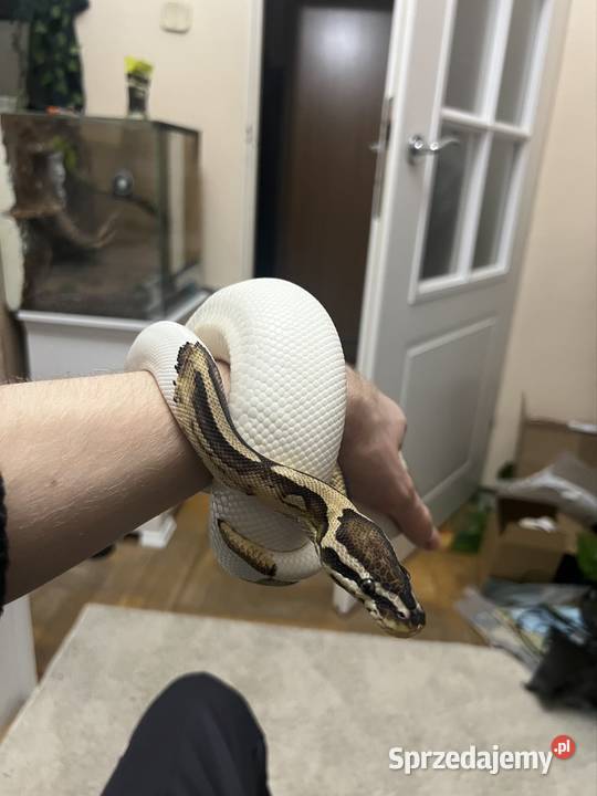 Terrarium z regiusem Sopot