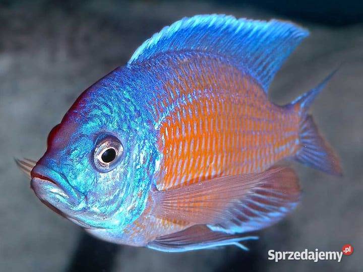 Copadichromis Borleyi Olsztyn