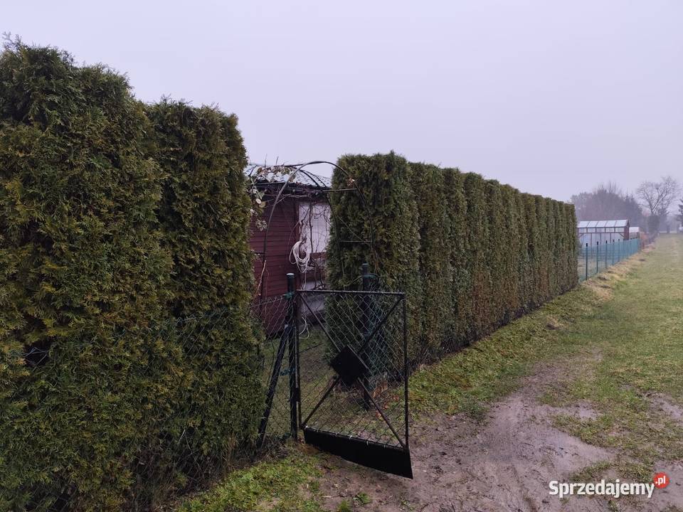 Działka ROD im 1000 lecia Człuchów 226zł/m2 Nieruchomości