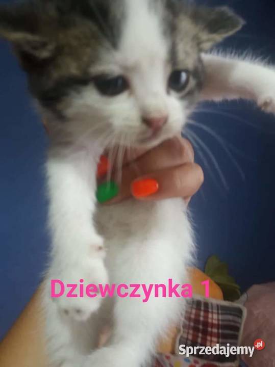 oddam kotki kociaki Pozostałe Warszawa