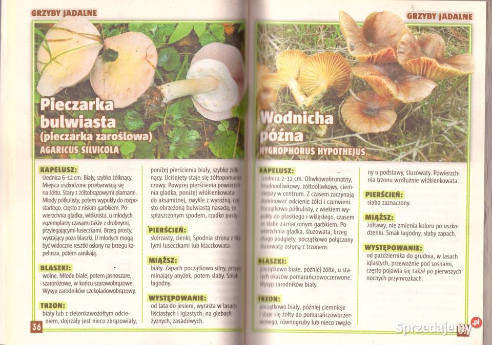 Niezbędnik grzybiarza Biskupski przyroda, krajobrazy