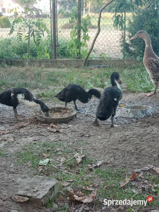 Sprzedam kaczki bieguski podkarpackie Pilzno sprzedam