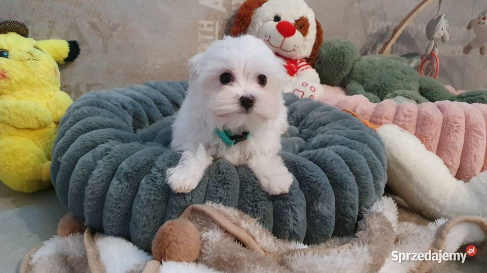 Sunia gotowa do odbioru dolnośląskie