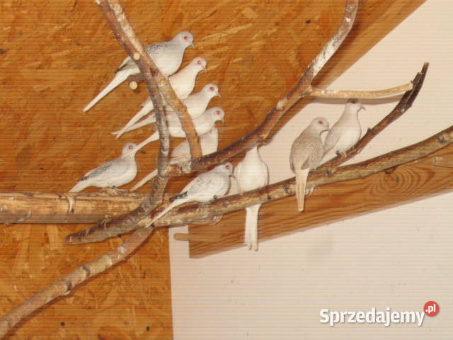 gołąbki diamentowe małopolskie sprzedam