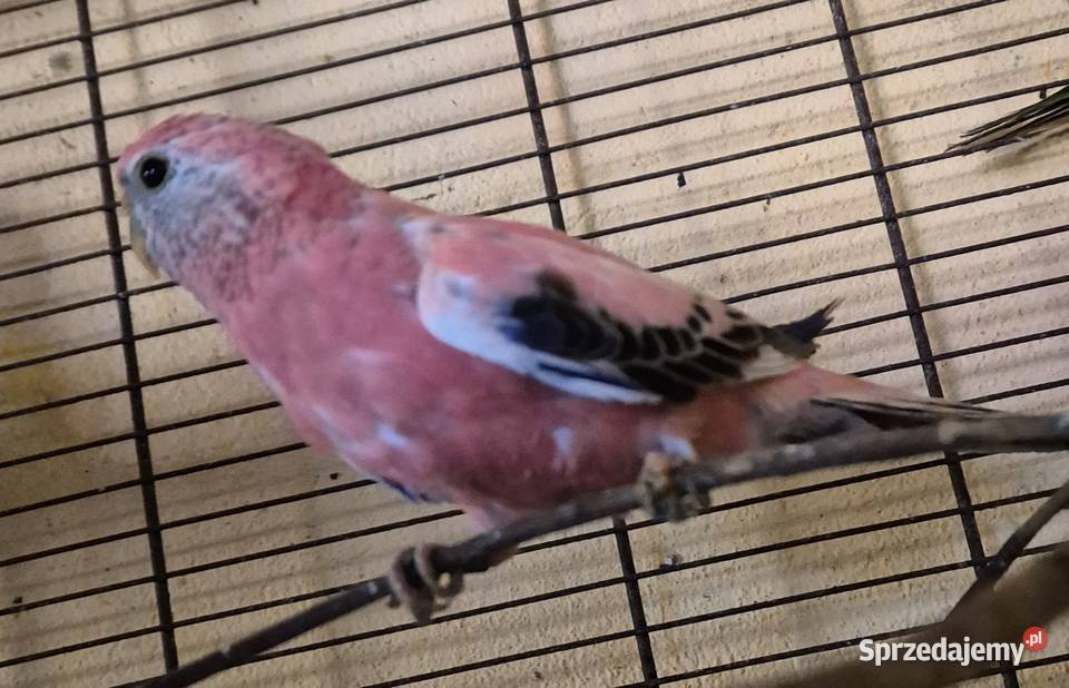 LILIANKA papuga Neofema bourek Ptaki mazowieckie Radom