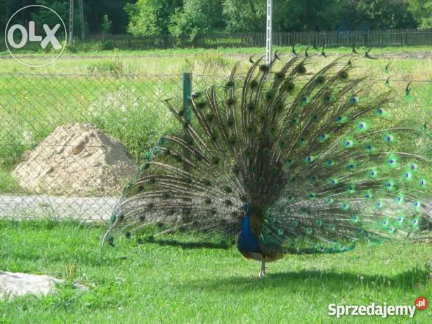 Paw Czarnoskrzydły Pozostałe Laskówka Chorąska sprzedam