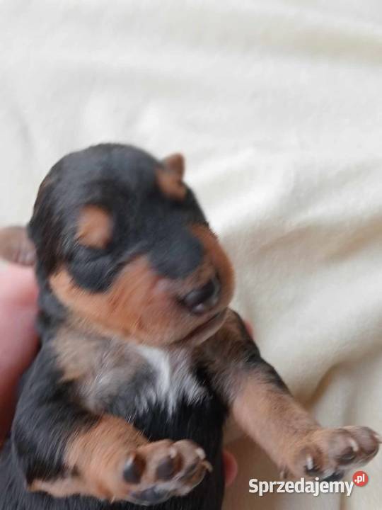 Airedale Terrier szczenięta Pozostałe Lublin