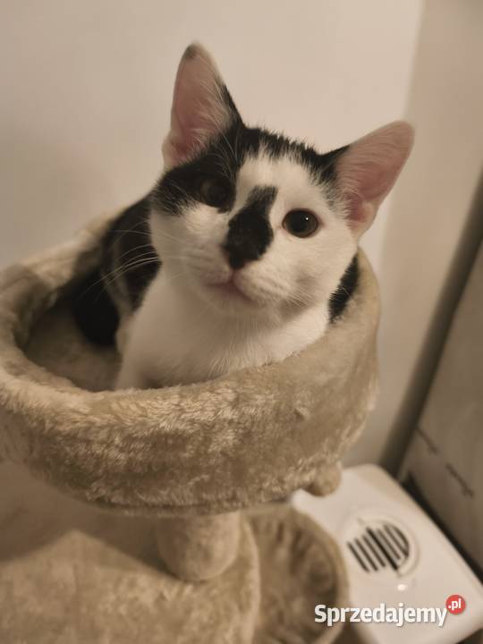 Młody kocurek do adopcji Gorzów Wielkopolski