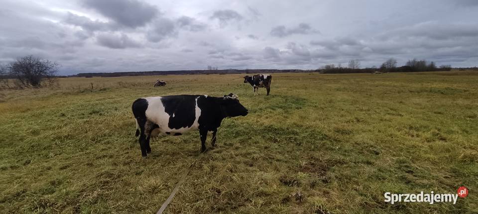 Sprzedam małą krowę Dorohusk