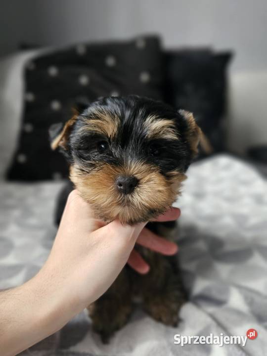 Chłopak Yorkshire Terrier Wyprawka Chip Częstochowa