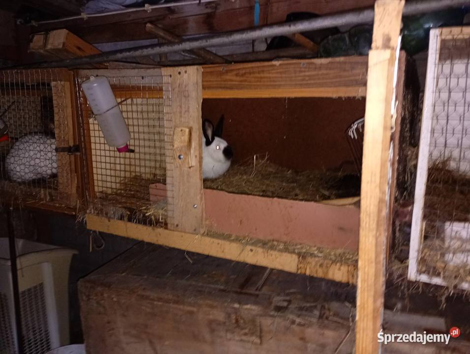 Sprzedam klatki królików Zwierzęta