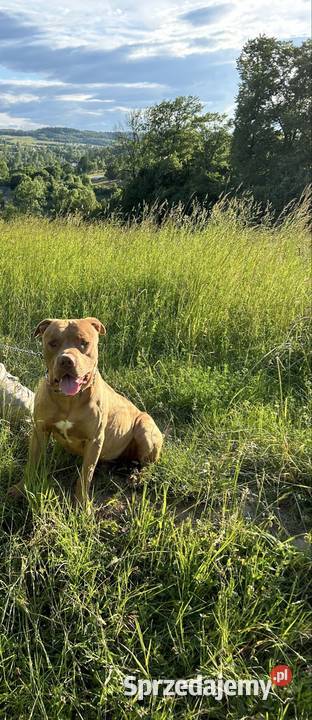 Sprzedam Szczeniaka American Pit Bull Terrier Gorlice sprzedam